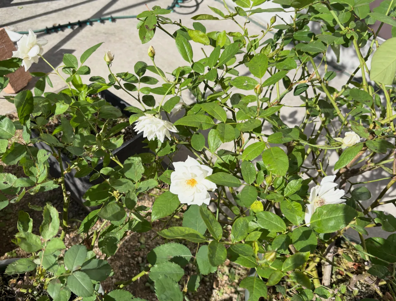 【お庭が華やかに🌹】
