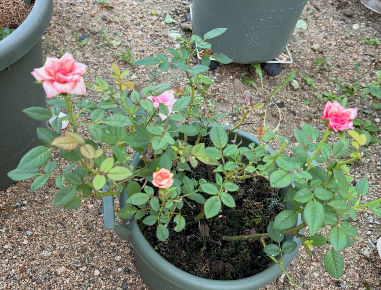 【お庭が華やかに🌹】