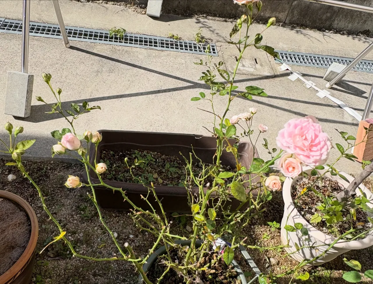 【お庭が華やかに🌹】